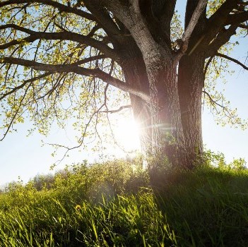 Oak tree in a field