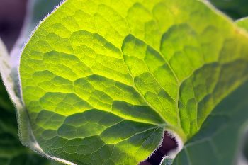 Green Leaf