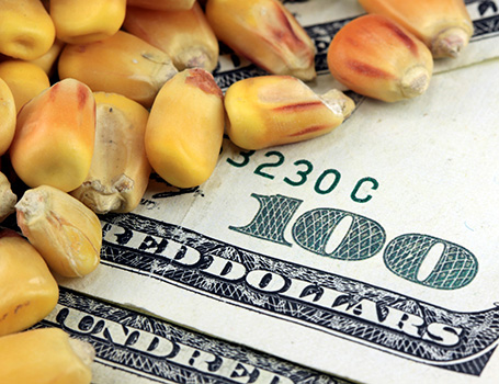 Corn kernels on money
