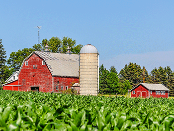 Minnesota_Farm_Corn_Field_Barn