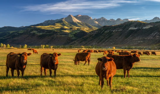 Autumn at a cattle ranch in Colorado near Ridgway - County Road 12