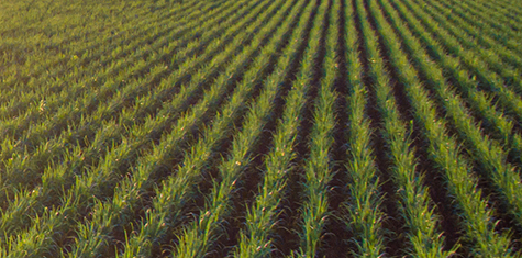 Green farm field