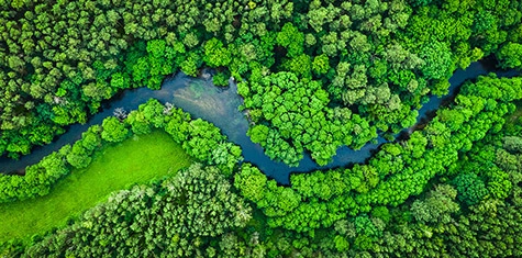 Overhead view of a river surrounded by a green forest