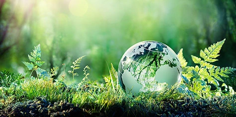 Glass globe in a forest
